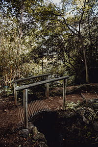 Tropical Botanical Garden in Belem, Lisbon, Portugal thumbnail
