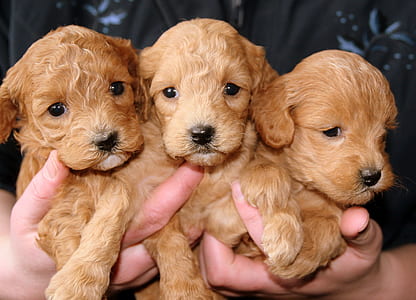three yellow Labrador retriever puppies thumbnail