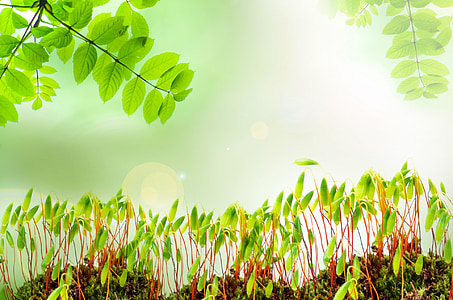 selective focus photography of green plants thumbnail