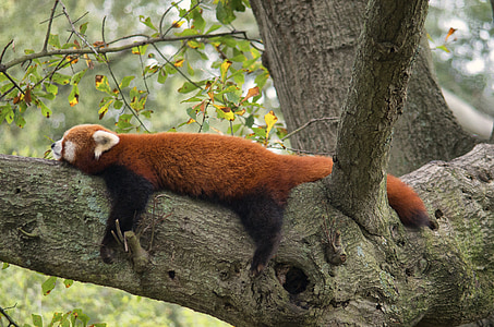 red fox lying on tree branch thumbnail