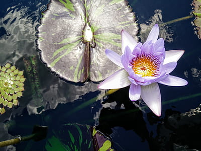 macro photography of purple petaled flowers thumbnail