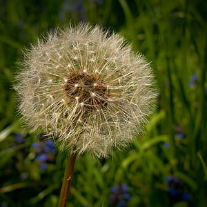 Dandelion in Focus Photography thumbnail