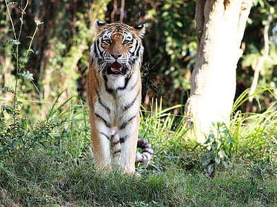selective focus photo of tiger thumbnail