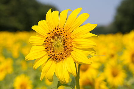 Sunflower Plant thumbnail