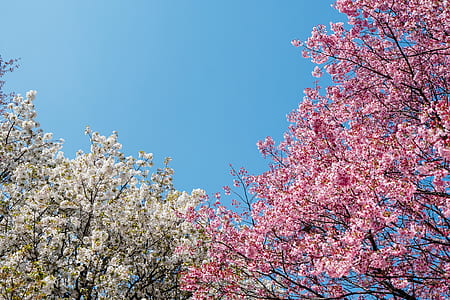 selective focus photography of pink and white petaled flower trees thumbnail