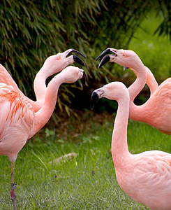 flamingo herd on grass field during day time thumbnail
