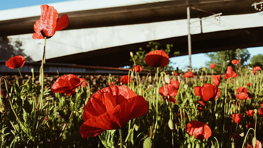 red poppy field in bloom at daytime thumbnail