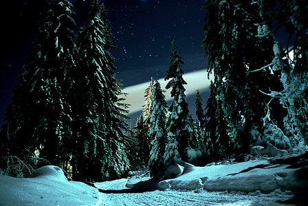 snow covered pine trees and land thumbnail