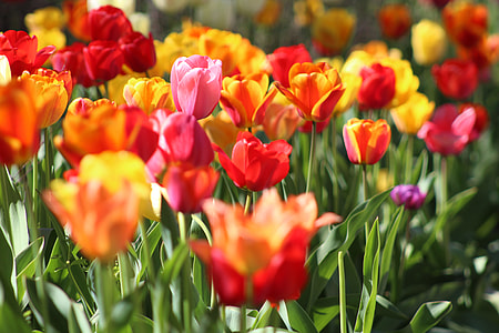 red, pink, and yellow flowers during daytime thumbnail
