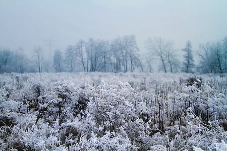 white flowers on field during daytime thumbnail
