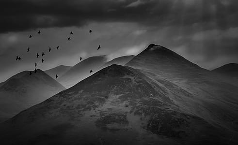 gray scale of maintain and flocks of bird thumbnail