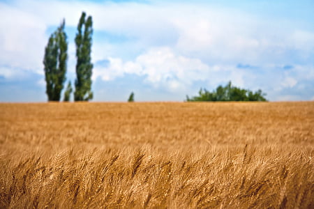 green trees growing near wheat field thumbnail