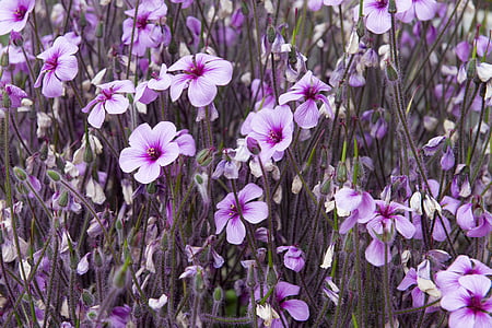 selective focus photography of white-and-purple petaled flowers thumbnail