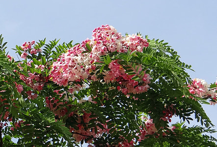 Cassia Javanica, Java Cassia thumbnail