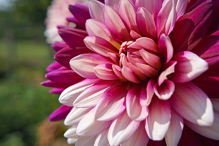 selective focus photography of pink dahlia in bloom thumbnail