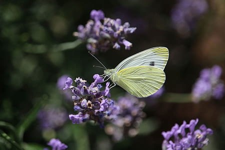 shallow focus photography of green butterfly on purple flower thumbnail