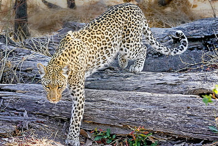 leopard standing on log near trees thumbnail