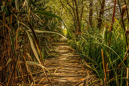 green grasses and trees thumbnail