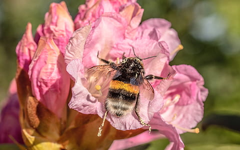 black and yellow bee perched on pink flower close-up photo thumbnail