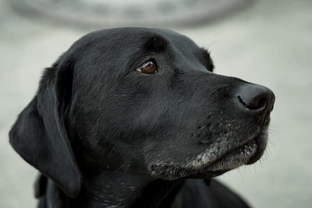animal, dog, pet, fur thumbnail