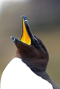 penguin with open mouth thumbnail