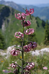 pink flower thumbnail