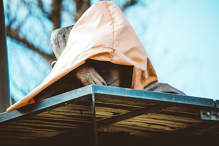 brown ape covering body with brown hood thumbnail