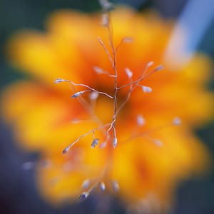 closeup photo of white petaled flowers thumbnail