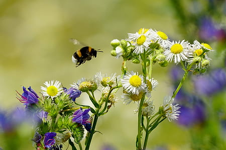 bumble bee flying near white petaled flowers at daytime thumbnail
