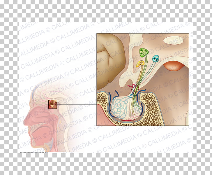 pituitary gland endocrine system endocrine gland physiology adrenal