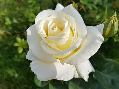 closeup photography of white rose thumbnail