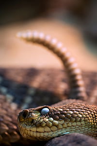 brown and beige snake on gray surface thumbnail