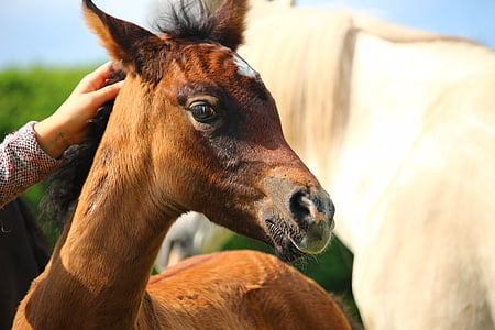 brown horse thumbnail