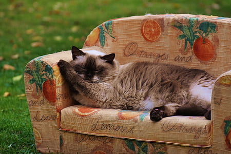 long-haired brown cat sleeping on brown sofa thumbnail