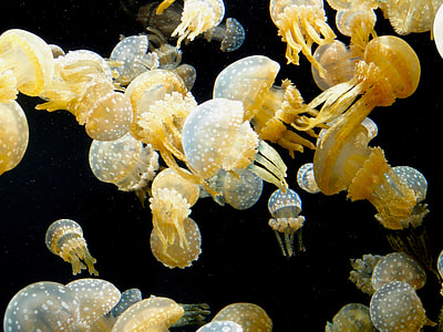 close-up photo of brown jellyfish thumbnail