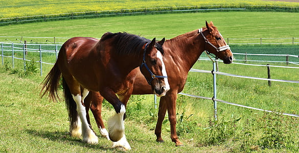 two brown horses on grass field during daytime thumbnail
