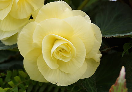 yellow flower thumbnail