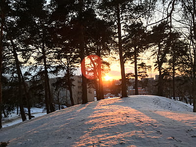 snow covered forest thumbnail