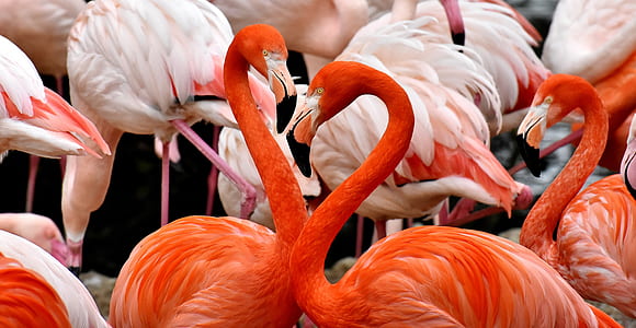 flock of flamingos thumbnail