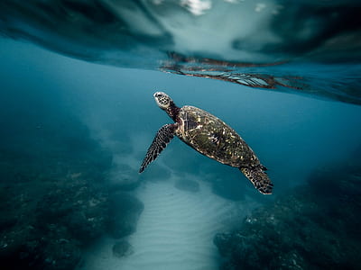 photography of black turtle under water thumbnail