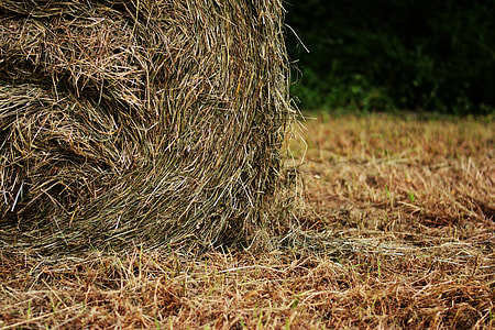 brown hay thumbnail