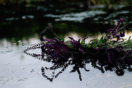 purple flowers surrounded with body of water thumbnail