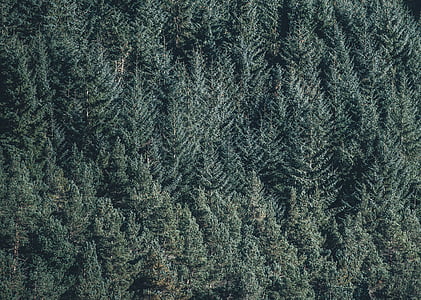 aerial photography of green pine trees thumbnail