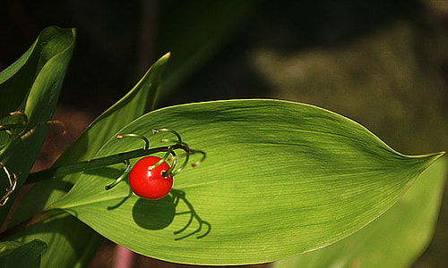 Lily Of The Valley thumbnail