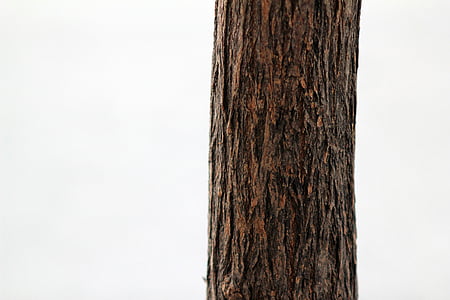 brown tree trunk photograph thumbnail