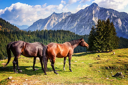 two brown horses near green leafed trees thumbnail