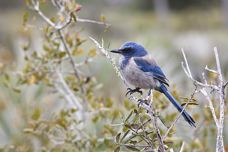 selective focus photography of jay bird perched on branch thumbnail