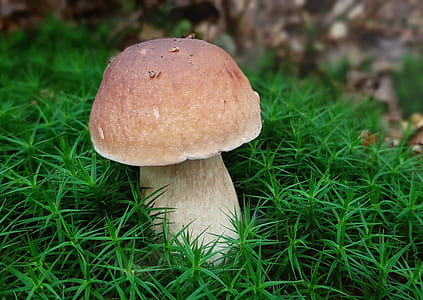 selective focus photography of brown mushroom on grass thumbnail