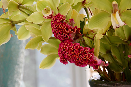 Celosia, Celosia Argentea thumbnail