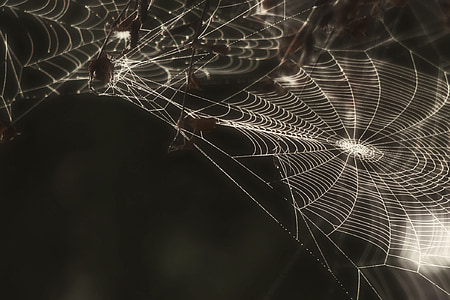 grayscale photo of spider webs thumbnail